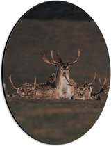 WallClassics - Dibond Ovaal - Herten met grote Geweien - 21x28 cm Foto op Ovaal (Met Ophangsysteem)