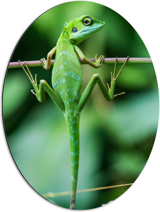 WallClassics - Dibond Ovaal - Groene Kameleon Hangend aan een Takje - 51x68 cm Foto op Ovaal (Met Ophangsysteem)