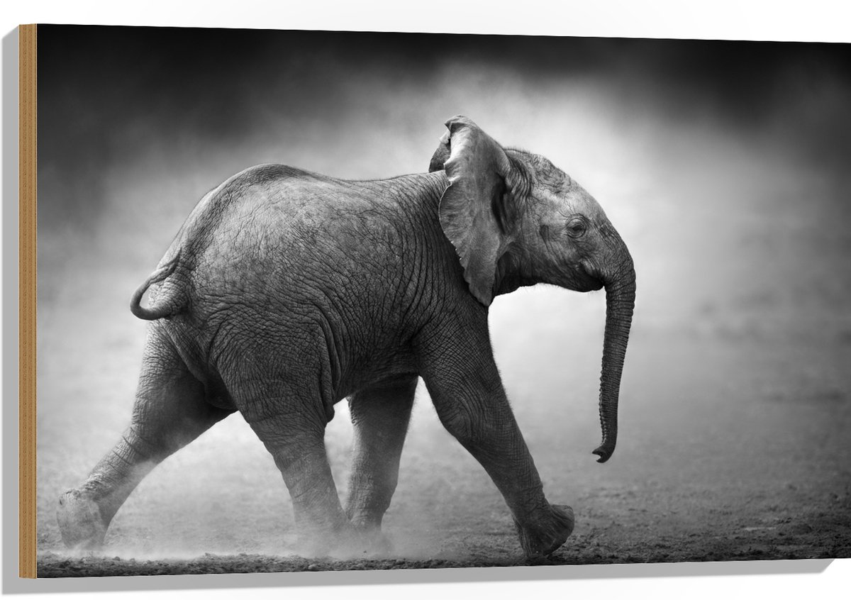 Hout - Zijaanzicht van Lopende Baby Olifant in het Zwart-wit - 90x60 cm - 9 mm dik - Foto op Hout (Met Ophangsysteem)