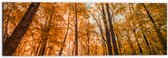 Dibond - Bos met Hoge Bomen in Herfstkleuren - 60x20 cm Foto op Aluminium (Met Ophangsysteem)