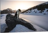 WallClassics - Dibond - Hond op een Rots in de Sneeuw tussen de Bergen - 120x80 cm Foto op Aluminium (Wanddecoratie van metaal)