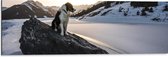 WallClassics - Dibond - Hond op een Rots in de Sneeuw tussen de Bergen - 90x30 cm Foto op Aluminium (Wanddecoratie van metaal)