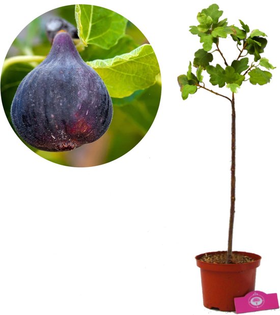 Ficus carica 'Black Mission' Figuier - Hauteur 100cm - Pot de 2 litres