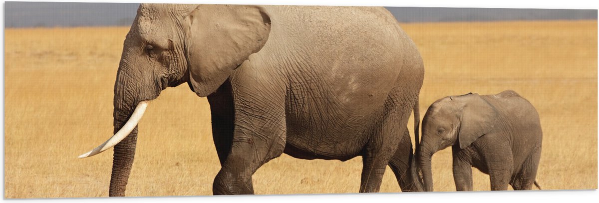 Vlag - Afrikaanse Olifant met Baby Olifantje - 120x40 cm Foto op Polyester Vlag