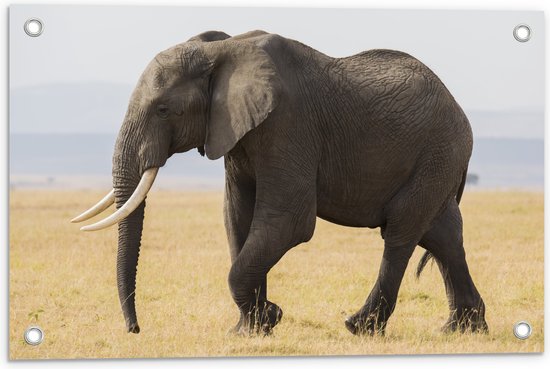 Tuinposter – Afrikaanse Olifant - 60x40 cm Foto op Tuinposter (wanddecoratie voor buiten en binnen)