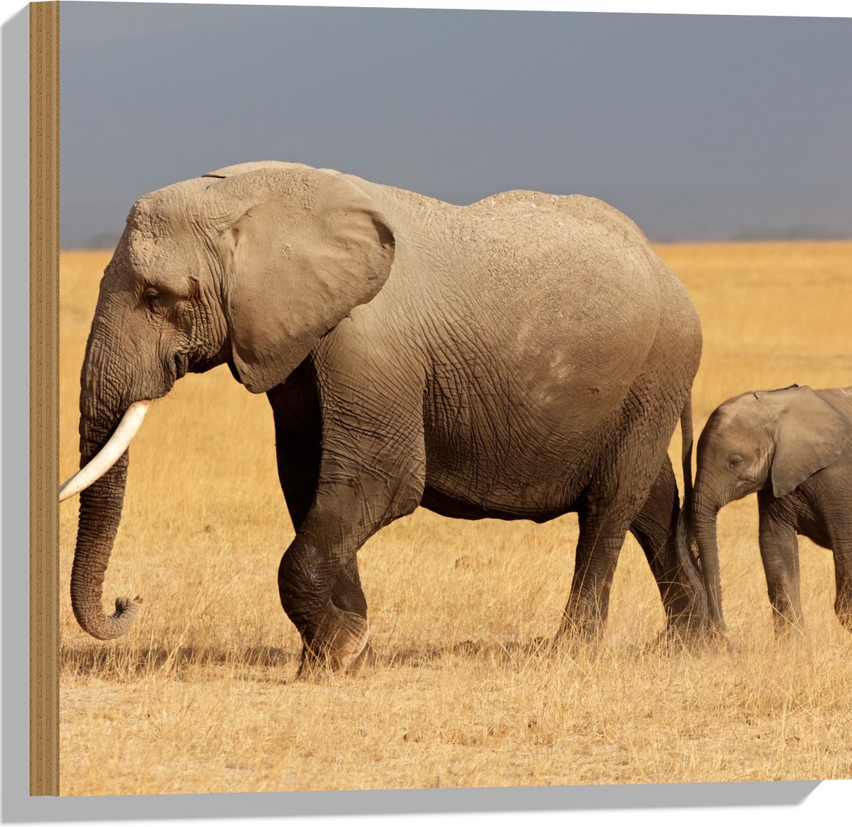 Hout - Afrikaanse Olifant met Baby Olifantje - 50x50 cm - 9 mm dik - Foto op Hout (Met Ophangsysteem)