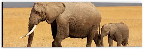 Dibond - Afrikaanse Olifant met Baby Olifantje - 60x20 cm Foto op Aluminium (Wanddecoratie van metaal)