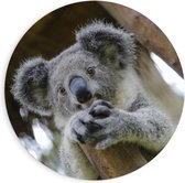 PVC Schuimplaat Muurcirkel - Australische Koala in een Boom - 90x90 cm Foto op Muurcirkel (met ophangsysteem)