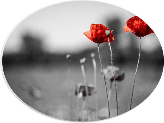 PVC Schuimplaat Ovaal - Rode Bloemen op Zwart-witte Achtergrond - 40x30 cm Foto op Ovaal (Met Ophangsysteem)