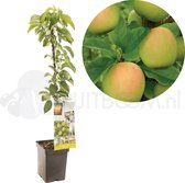 Malus domestica Bolero | friszure groene appel | zuilvorm