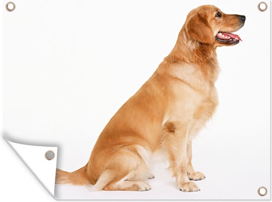 Affiche de jardin - Toile de jardin - Affiches de jardin extérieur - Vue latérale d'un Golden Retriever assis - Posters de jardin cm - Jardin