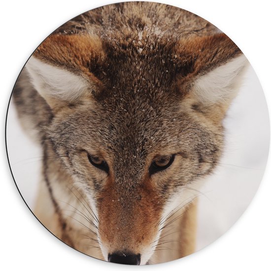 WallClassics - Dibond Muurcirkel - Coyote Wolf in de Sneeuw van Dichtbij - 60x60 cm Foto op Aluminium Muurcirkel (met ophangsysteem)