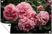 Affiche de jardin rose - Fleurs - Roses - 130x80 cm - Décoration murale extérieure - Affiche de jardin - Toile de jardin - Affiche de clôture - Peinture de jardin