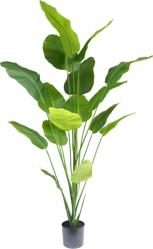 Foto: Greenmoods kunstplanten kunstplanten kunstplant strelitzia zijde 210 cm