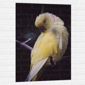 WallClassics - Muursticker - Gele Papegaai op Tak - 70x105 cm Foto op Muursticker
