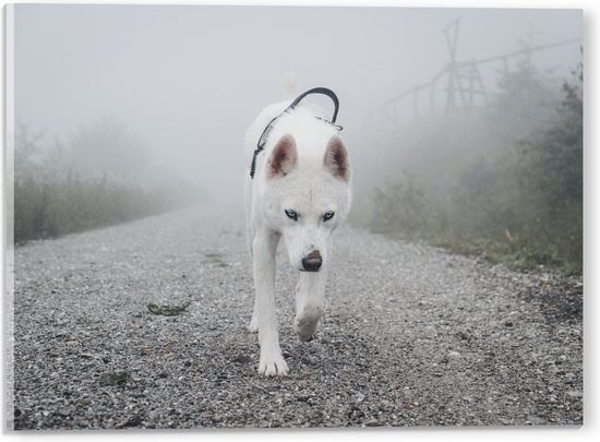 WallClassics - Acrylglas - Eenzame Witte Hond Lopend over een Pad - 40x30 cm Foto op Acrylglas (Wanddecoratie op Acrylaat)