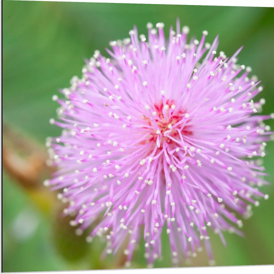 Dibond - Kruidje-roer-mij-niet Roze Bloem bij Groene Planten - 80x80 cm Foto op Aluminium (Wanddecoratie van metaal)