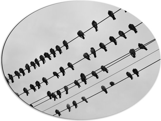 WallClassics - Dibond Ovaal - Electriciteitsdraden Vol Vogels - 80x60 cm Foto op Ovaal (Met Ophangsysteem)