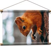 WallClassics - Textielposter - Eekhoorn hangend aan Felkleurige Eekhoorn - 60x40 cm Foto op Textiel
