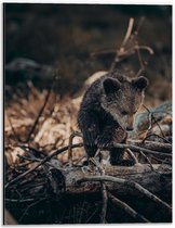 Dibond - Nieuwsgierige Kleine Beer tussen Takken in het Bos - 30x40 cm Foto op Aluminium (Met Ophangsysteem)