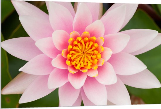 Dibond - Bovenaanzicht van Roze Lotus Bloem - 120x80 cm Foto op Aluminium (Met Ophangsysteem)