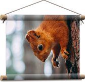 WallClassics - Textielposter - Eekhoorn hangend aan Felkleurige Eekhoorn - 40x30 cm Foto op Textiel