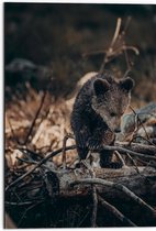 Dibond - Nieuwsgierige Kleine Beer tussen Takken in het Bos - 50x75 cm Foto op Aluminium (Met Ophangsysteem)