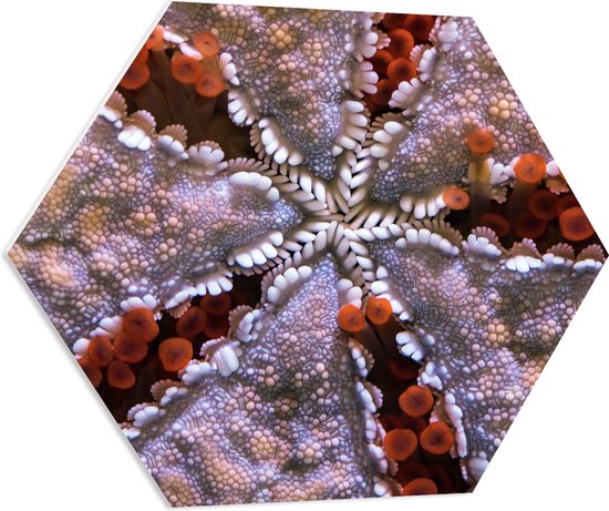 PVC Schuimplaat Hexagon - Ster van Koraal - 70x60.9 cm Foto op Hexagon (Met Ophangsysteem)