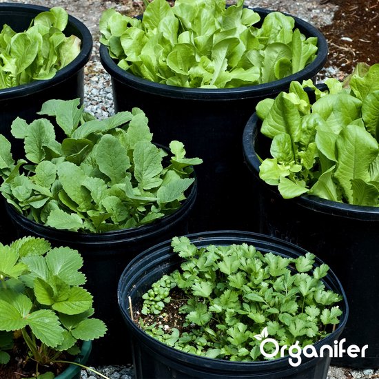Verschillende potten met groenten en kruiden, waaronder sla, radijs, koriander en aardbeienplantjes.