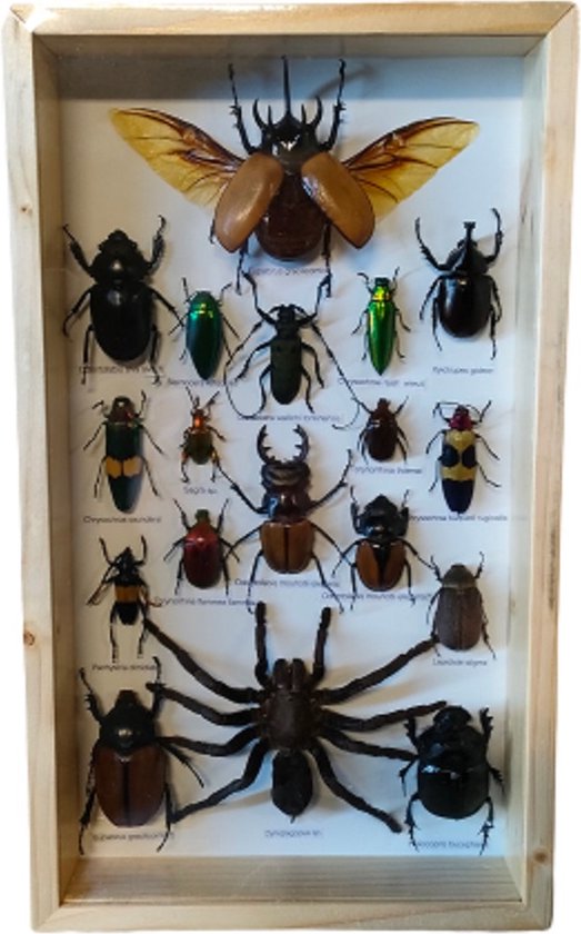 insect insecten spin kever tarantula kevers vlinder beetle inecten in lijst