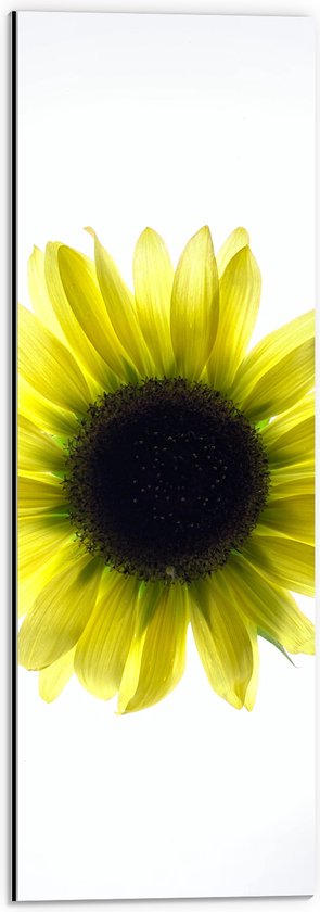 Dibond - Biovenaanzicht van een Gele Zonnebloem met Witte Ondergrond - 20x60 cm Foto op Aluminium (Met Ophangsysteem)