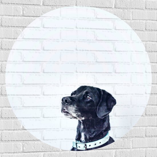 WallClassics - Muursticker Cirkel - Zwarte Hond met Witte Achtergrond - 100x100 cm Foto op Muursticker