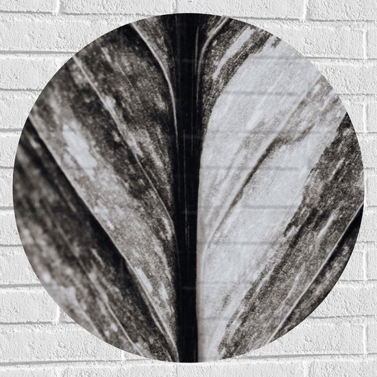 Muursticker Cirkel - Close-up van Nerven van Blad (Zwart-wit) - 70x70 cm Foto op Muursticker