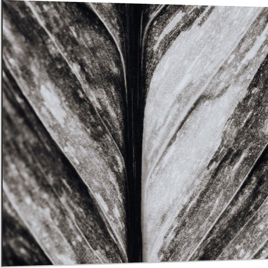 Dibond - Close-up van Nerven van Blad (Zwart-wit) - 80x80 cm Foto op Aluminium (Wanddecoratie van metaal)