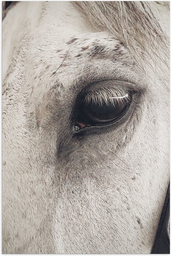 WallClassics - Poster Glanzend – Oog van Witte Schimmel Paard - 60x90 cm Foto op Posterpapier met Glanzende Afwerking