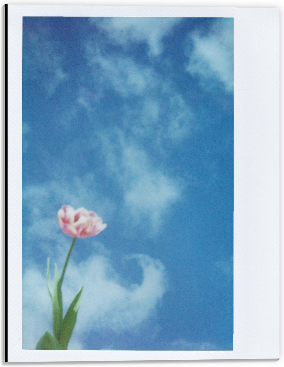 Dibond - Polaroid van Roze Bloem onder Sluierbewolking - 30x40 cm Foto op Aluminium (Wanddecoratie van metaal)