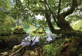 Fotobehang - Vlies Behang - Grote Boom in het Bos bij het Water - 312 x 219 cm