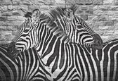 Fotobehang - Vlies Behang - Zebra's geschilderd op een bakstenen muur - Zebra Muurschildering - 152,5 x 104 cm
