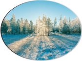 Dibond Ovaal - Ochtend Zonnestralen over Wit Sneeuwlandschap - 40x30 cm Foto op Ovaal (Met Ophangsysteem)