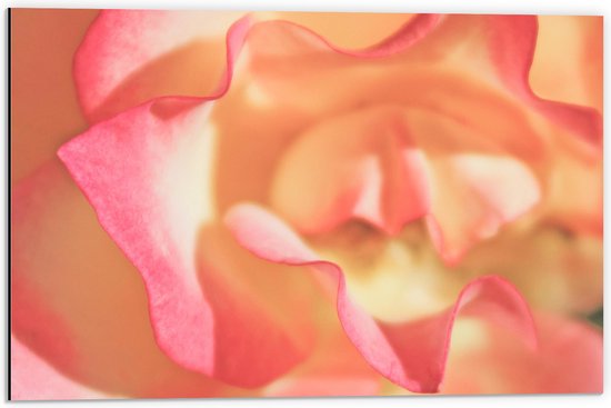 Dibond - Close-up van Witte Roos met Roze Details - 60x40 cm Foto op Aluminium (Met Ophangsysteem)