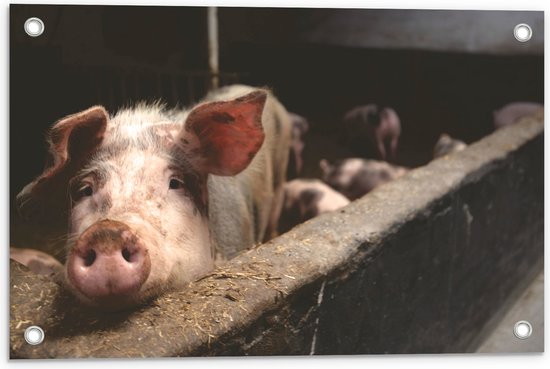 Tuinposter – Varkens in de Stal - 60x40 cm Foto op Tuinposter (wanddecoratie voor buiten en binnen)