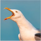 WallClassics - Poster (Matte) - Screaming Seagull - 80x80 cm Photo sur Papier Poster avec un aspect Mat