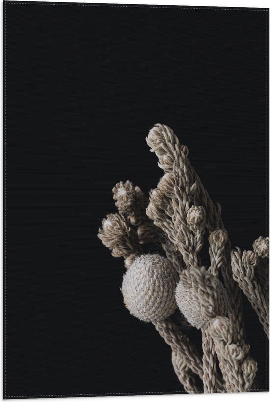 Vlag - Katoenen Plant tegen Zwarte Achtergrond - 50x75 cm Foto op Polyester Vlag