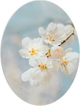 WallClassics - PVC Schuimplaat Ovaal - Witte Sakura Bloem - 60x80 cm Foto op Ovaal (Met Ophangsysteem)