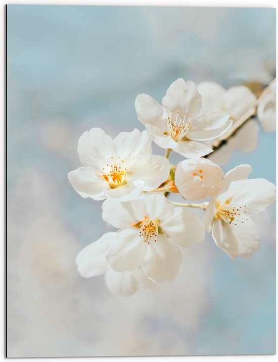 WallClassics - Dibond - Bloem de Sakura Witte - 60x80 cm Photo sur Aluminium ( Décoration murale en métal)
