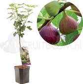Ficus Carica Brown Turkey | vijg op 60 cm stam | Ø 24 cm