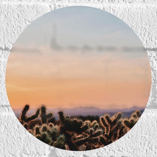 WallClassics - Muursticker Cirkel - Cylindropuntia Fulgida Plantjes voor Berglandschap met Oranje Lucht - 20x20 cm Foto op Muursticker