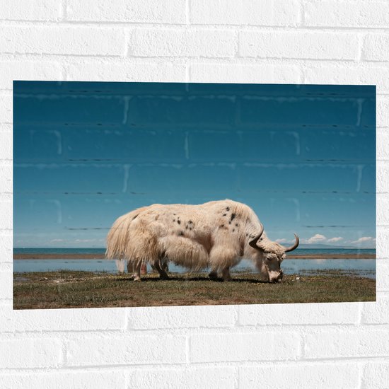 WallClassics - Muursticker - Grazende Witte Stier bij het Water - 75x50 cm Foto op Muursticker