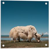 WallClassics - Tuinposter – Grazende Witte Stier bij het Water - 50x50 cm Foto op Tuinposter (wanddecoratie voor buiten en binnen)