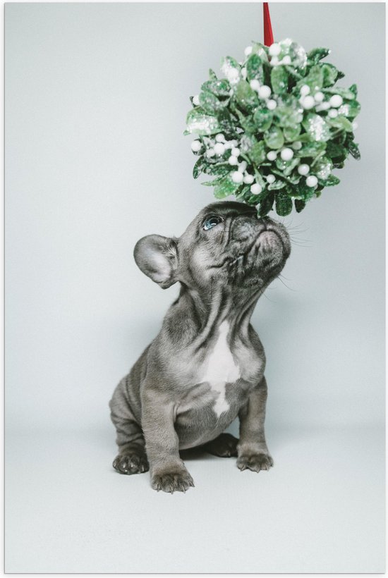 WallClassics - Poster (Mat) - Grijs Hondje met Groene Blaadjes - 40x60 cm Foto op Posterpapier met een Matte look